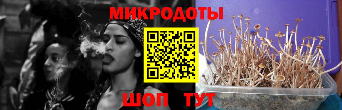 Дербент  Галлюциногенные грибы Psilocybine cubensis  Вход с VPN 